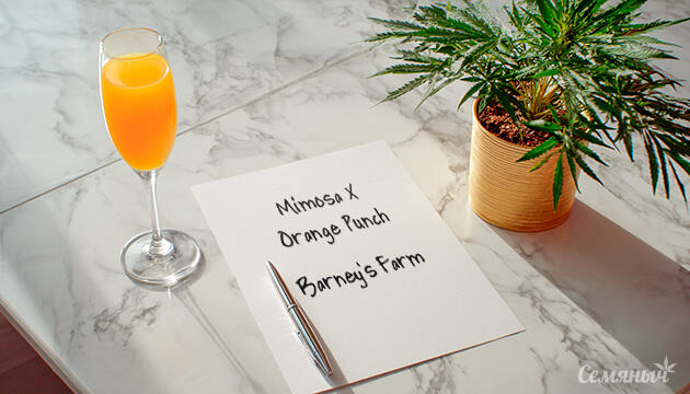 Гроурепорт сорта Mimosa X Orange Punch от Barney's Farm