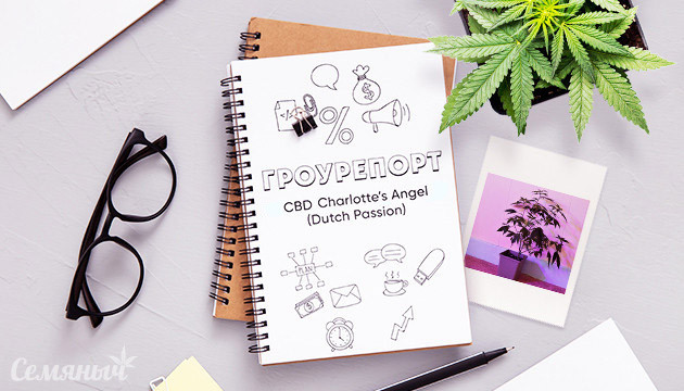 Гроурепорт сорта марихуаны CBD Charlotte’s Angel