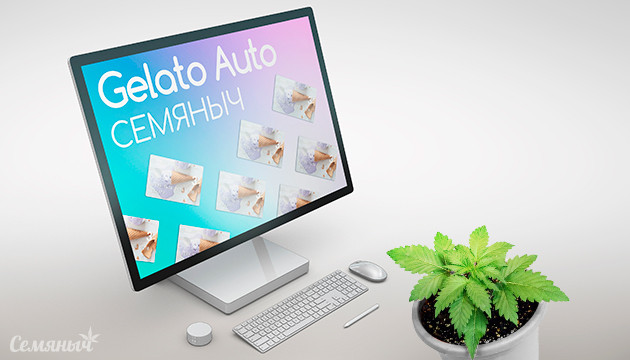 Гроурепорт сорта конопли Gelato Auto