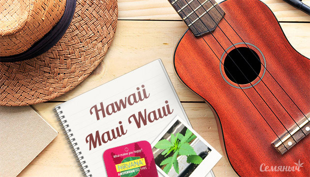Гроурепорт сорта марихуаны Hawaii Maui Waui