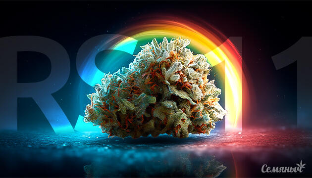 Канна-легенды: RS11