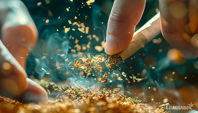 Исследование последствий комбинации каннабиса и табака