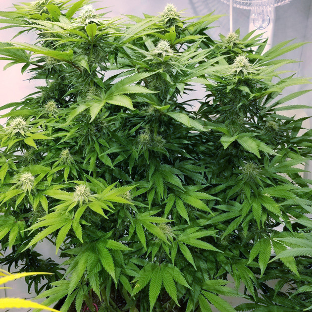 Соцветия Amherst Sour Diesel на 14 неделе