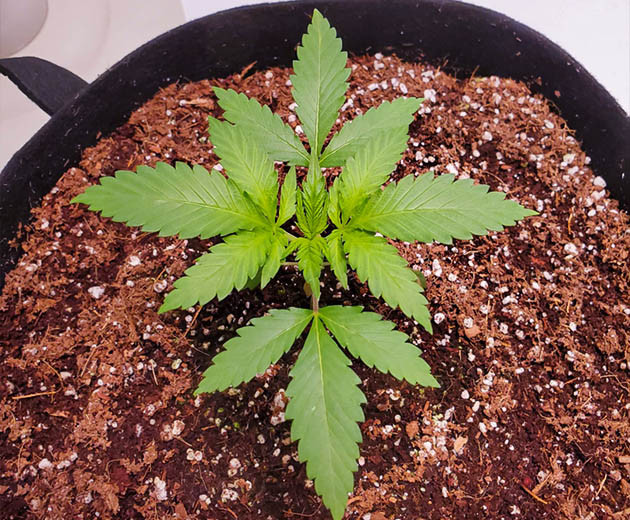 Росток пересаженный в новый гроубэг