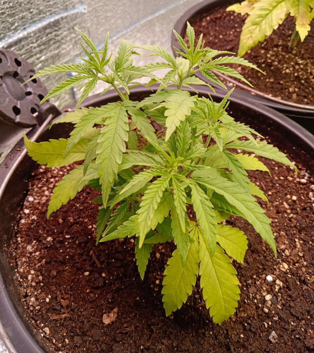 Росток Gelato 2 Auto от сидбанка Семяныч на 2 неделе