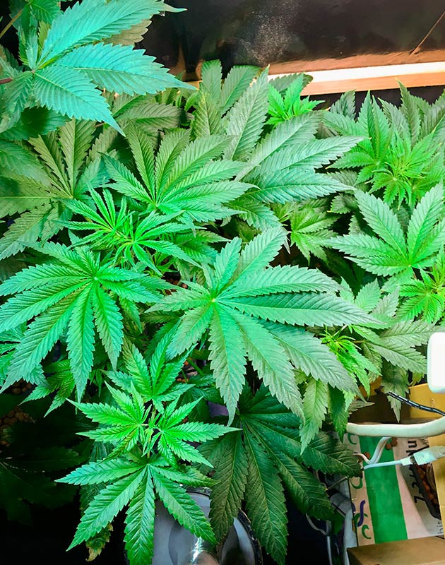 Подготовка к цветению