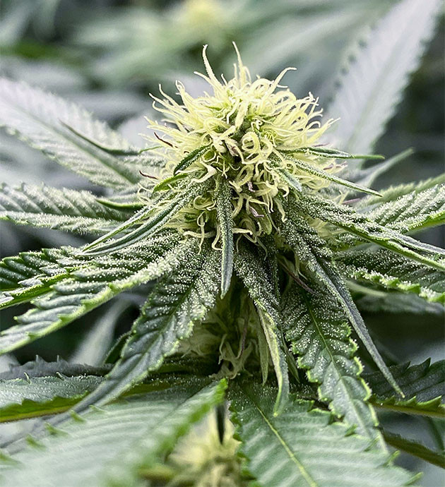 Стимуляция цветения сорта King's Juice