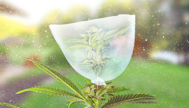 Защита соцветий хлопковым мешочком