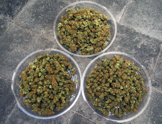 Урожай White Widow