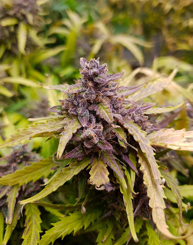 Соцветия фиолетого цвета