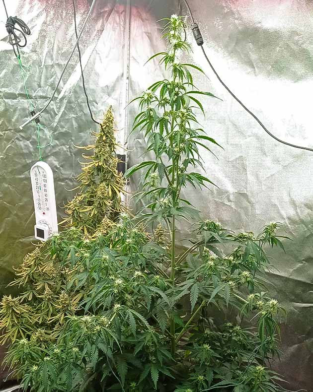 Стимуляция цветения куста White Widow Auto