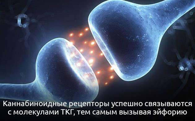 Рафаэль Мешулам о анандамиде