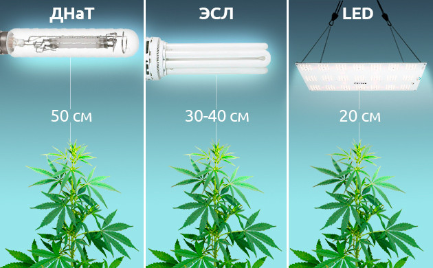 Как правильно расположить свет для конопли