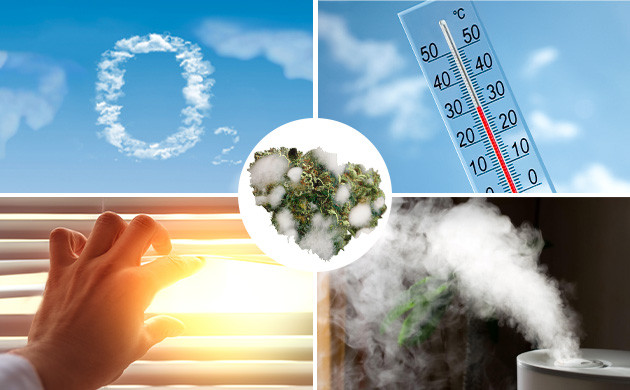 Воздух, температура, свет и влажность