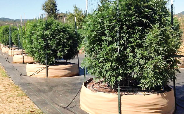 Большой горшок для большого куста