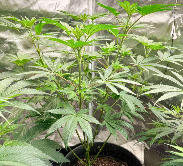 Куст Jealousy Kush fem на 6 неделе развития