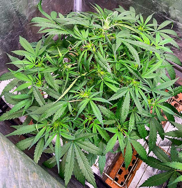 Стимуляция цветения Bruce Banner Auto