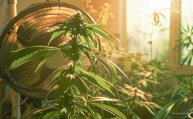 Аэротропизм: движение к кислороду