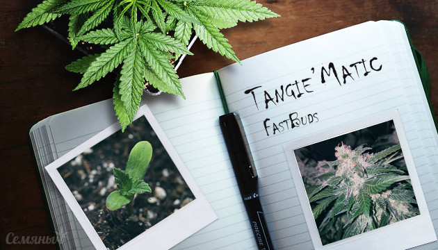 Выращивание сорта Tangie'matic auto