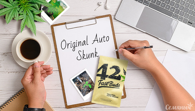 Гроурепорт сорта марихуаны Original Auto Skunk