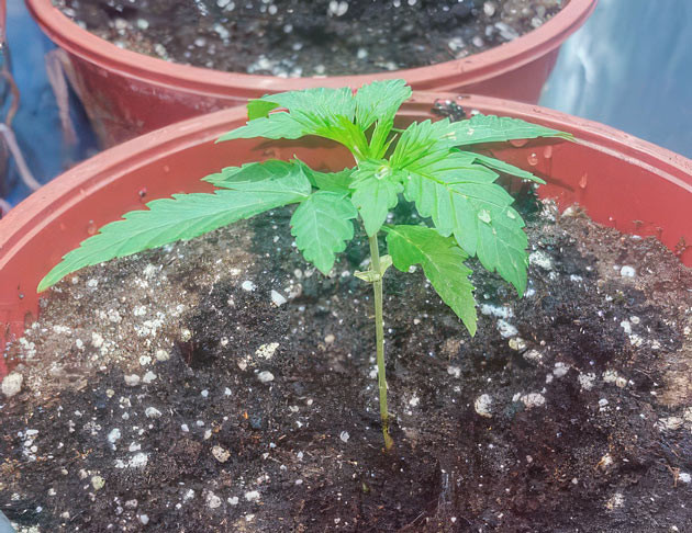 Конопля ростом 10 см