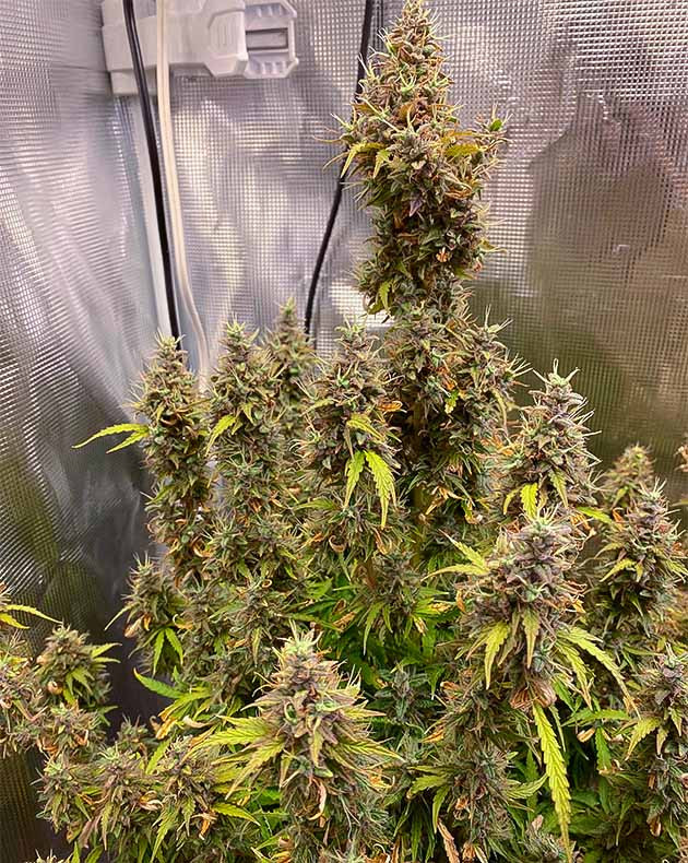 Соцветия конопли полностью покрывающие ветки