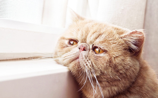 Кот в плохом самочувствии