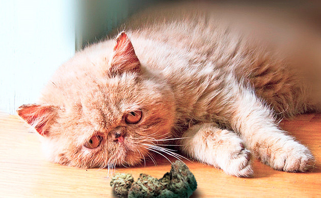 Отравление питомца коноплей