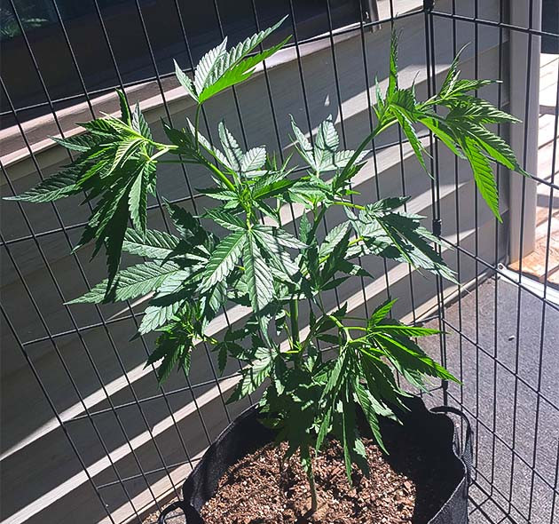 Впечатления от аромата Blueberry X