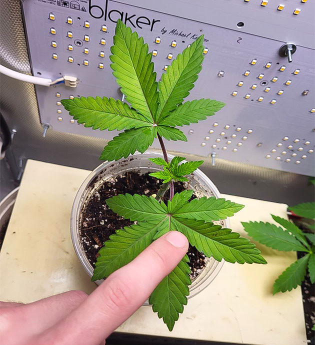 Росток Jungle Breath от сидбанка 7CH American на 3 неделе выращивания