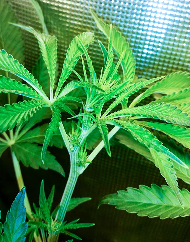 Соцветие Gorilla Glue #4