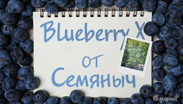 Выбор сорта и выращивание Blueberry X
