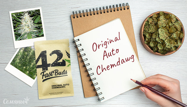 Выращивание сорта Original Auto Chemdawg