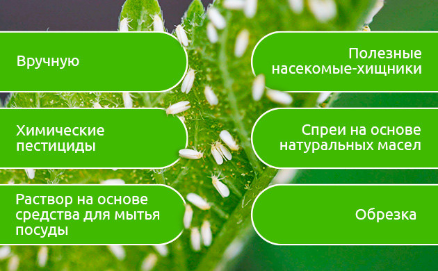 Подборка устойчивых к тле сортов конопли