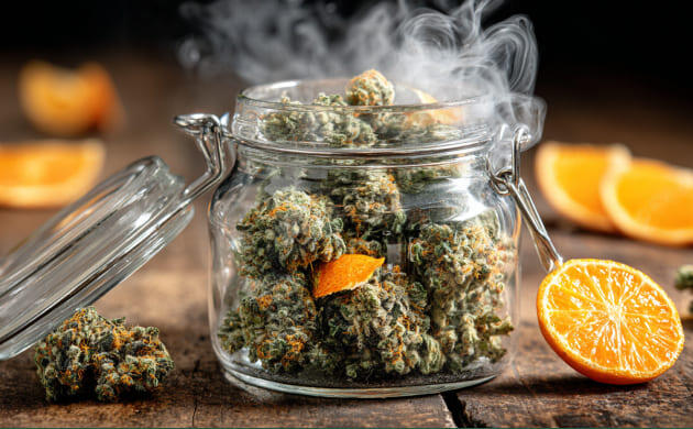 Шишки конопли в стеклянной банке