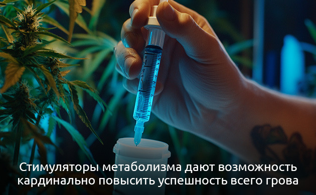 Метаболизм растений: ключевые процессы