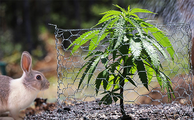 Борьба с крупными вредителями в аутдоре