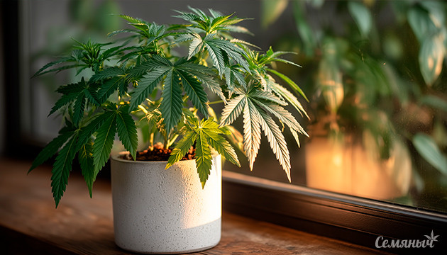 Удобрения для конопли на разных стадиях роста