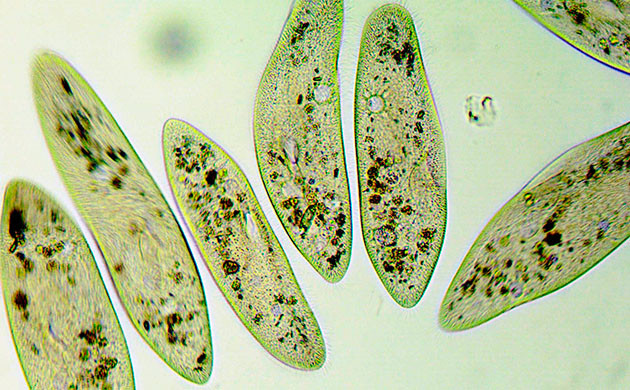 Простейшие как улучшитель почвы