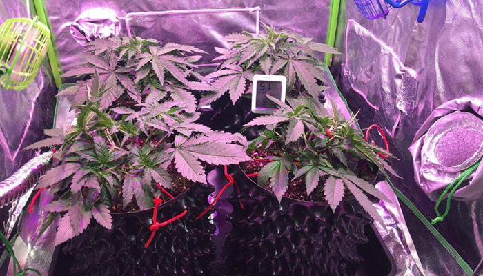 Использование LST тренировки