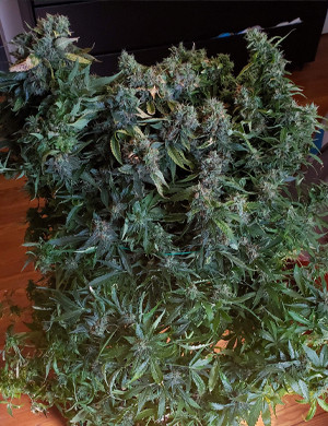 Сбор урожая Mexican Airlines auto fem