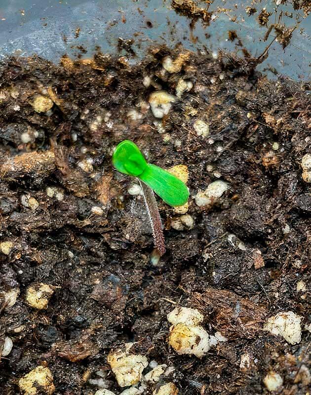 Росток сорта Royal Runtz