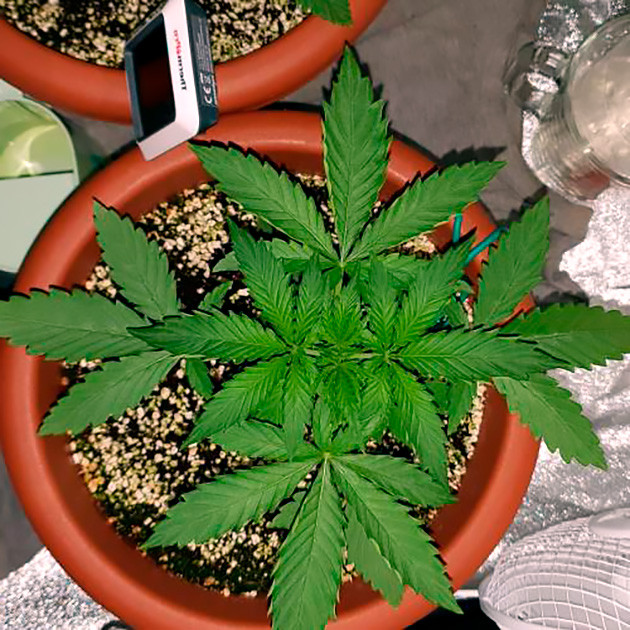 Куст ростом 20 см