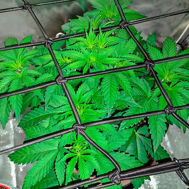 4 неделя сорта Keepers OG Autoflower от Seedkeepers