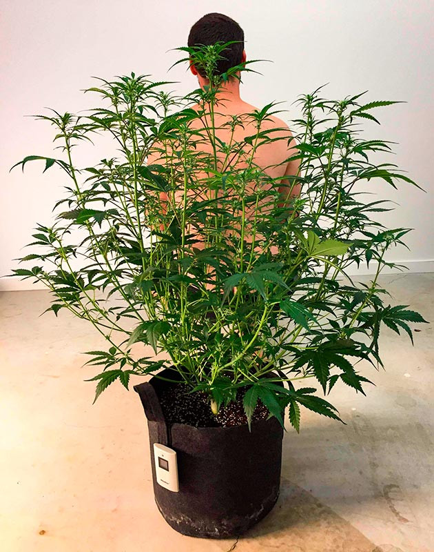 Куст Scout Cookies Auto на 7 неделе роста