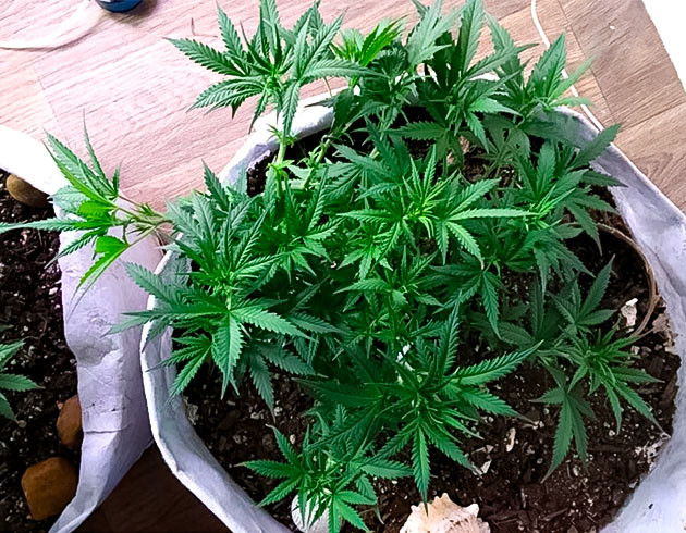 Высота куста марихуаны больше 20 см