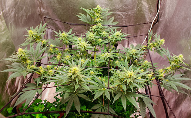 выращивание сорта конопли Sugar Bomb Punch