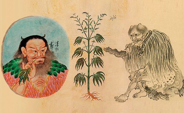 Использование корня конопли древнекитайской цивилизацией