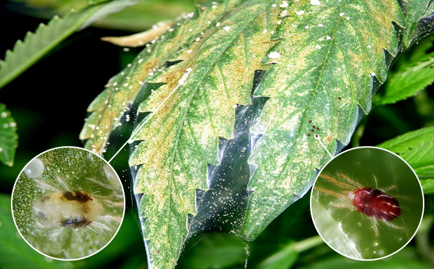 Листья пораженные паутинным клещом