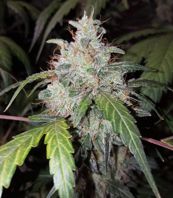 Шишка Auto White Widow